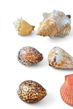 Plusieurs espèces Coquillage marin - Strombius raninus/, Nieuw