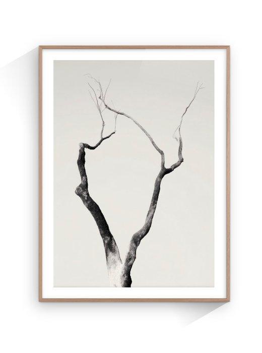 Jorge Omeñaca - Cornibus Foresta, Antiquités & Art, Art | Objets design