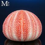 Oursin marin commun géant - couleurs naturelles profondes -, Nieuw