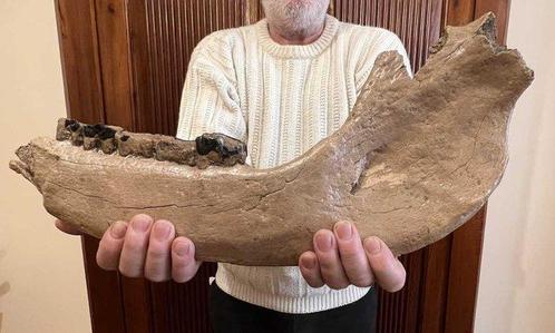 Wolharige neushoorn - Fossiel onderkaakbot - Coelodonta, Verzamelen, Mineralen en Fossielen