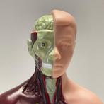 Anatomisch model - Kunststof - 2000-2010