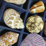 Collection coquillages Miata CONCIGLIE- 620 g - (21)