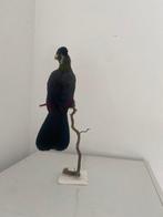 Papegaai Taxidermie volledige montage - Tauracou hartlaubi, Nieuw