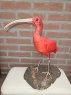 Rode ibis Taxidermie volledige montage - Eudocimus ruber -