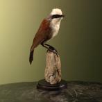 Witkuiflijstergaai Taxidermie Opgezette Dieren By Max, Verzamelen, Ophalen of Verzenden, Nieuw, Vogel, Opgezet dier