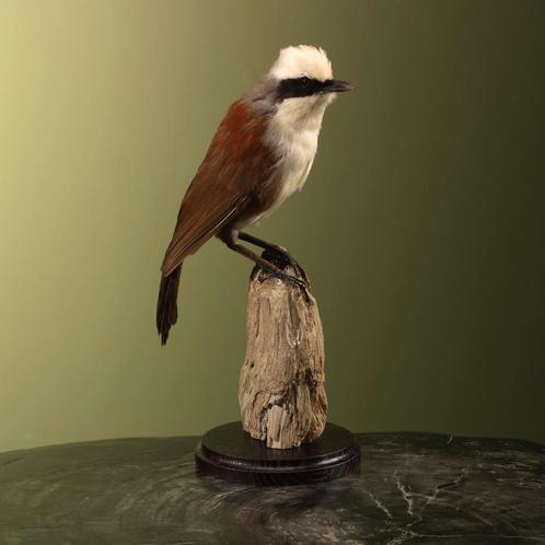 Witkuiflijstergaai Taxidermie Opgezette Dieren By Max, Verzamelen, Dierenverzamelingen, Opgezet dier, Nieuw, Vogel, Ophalen of Verzenden