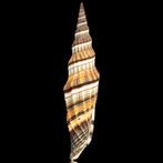 Costellariidae Zeeschelp - Vexillum Regina – La Conchiglia