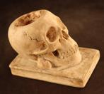 Beeld schedel - Sculpture, Memento Mori - 12 cm - Plâtre, Antiek en Kunst