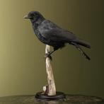 Kraai Taxidermie Opgezette Dieren By Max, Ophalen of Verzenden, Nieuw, Vogel, Opgezet dier