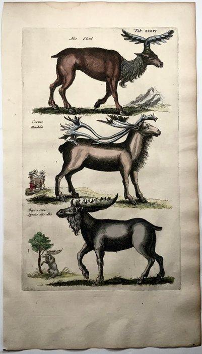 Matthäus Merian (1593-1650) - hand coloured folio, Moose,, Antiek en Kunst, Antiek | Boeken en Manuscripten