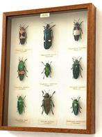 Entomologische inkijklijst met 9 verschillende Insecten /, Nieuw