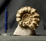 Prachtige en opvallende ammoniet op steen. - Gefossiliseerd