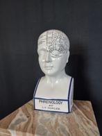 Statue, Phrenology Head 28.5cm - 28.5 cm - Porcelaine