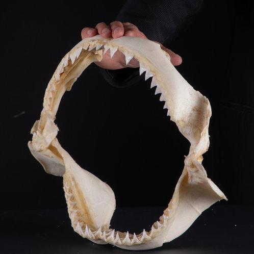Ensemble de mâchoires de requin taureau - Support de corps, Verzamelen, Dierenverzamelingen