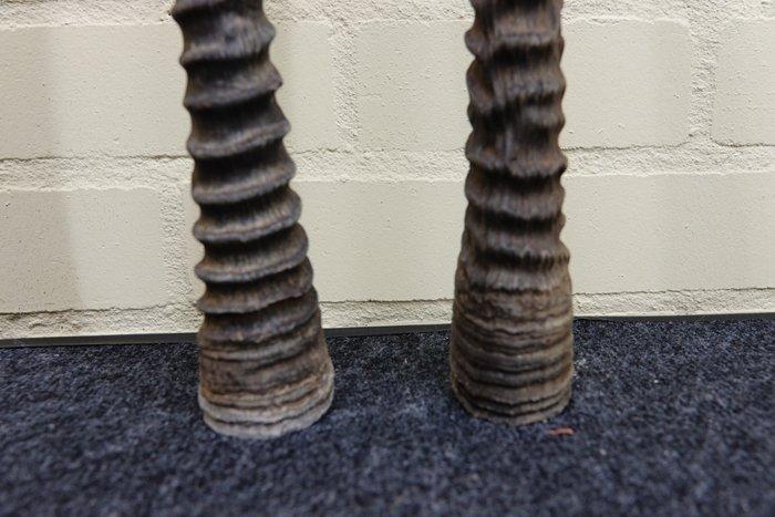 Gemsbok Hoorns - Oryx gazella - 3 cm - 3 cm - 82 cm-, Verzamelen, Dierenverzamelingen