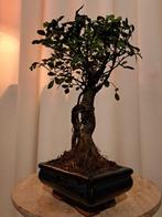 Bonsaï Orme de Chine (Ulmus parviflora) - Hauteur (arbre) :