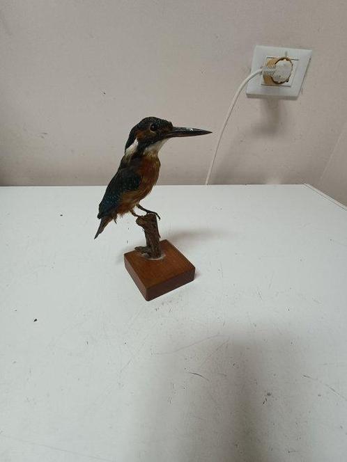 IJsvogel Taxidermie volledige montage - Alcedo atthis - 7 cm, Verzamelen, Dierenverzamelingen