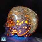 7 Uitzonderlijke menselijke schedel (3815 g), met de hand