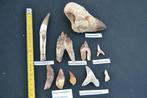 Lot tandenfossielen uit Marokko. - Fossiele tand -, Verzamelen, Mineralen en Fossielen