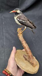 Indian Pied Myna - Goede presentatie Taxidermie volledige, Nieuw