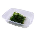 Riccardia chamedryfolia Mos Portion, Verzenden