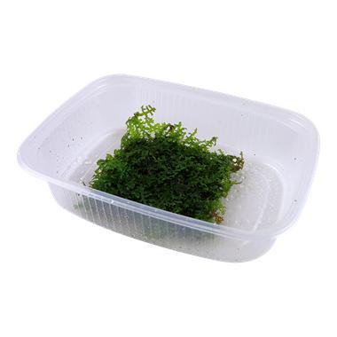 Riccardia chamedryfolia Mos Portion, Dieren en Toebehoren, Vissen | Aquaria en Toebehoren, Nieuw, Verzenden