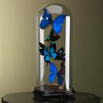 Vlinders in Stolp Taxidermie Opgezette Dieren By Max, Verzamelen, Ophalen of Verzenden, Nieuw, Insect, Opgezet dier