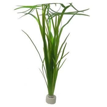 Vallisneria spiralis aquariumplant (Aquariumplanten), Animaux & Accessoires, Poissons | Aquariums & Accessoires, Enlèvement ou Envoi