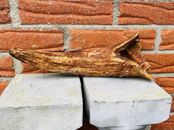 steppewisent - Fossiel bot - Bison priscus - 36 cm - 10 cm, Collections, Minéraux & Fossiles