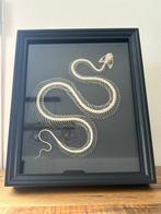 Serpent Squelette - Hypsiscopus plumbea - 23 cm - 19 cm -