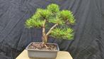 Den bonsai (Pinus) - Hoogte (boom): 40 cm - Diepte (boom):