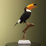 Reuzentoekan Taxidermie Opgezette Dieren By Max, Verzamelen, Ophalen of Verzenden, Nieuw, Vogel, Opgezet dier