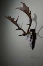 Fallow Buck Trophy Schedel - Dama dama - 50 cm - 68 cm - 58, Verzamelen, Nieuw