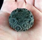 Indrukwekkende zee-egel!!! - Uitzonderlijke grootte voor, Verzamelen