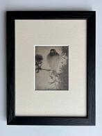 Jan Mankes (1889-1920) - Puttertje op tak, Antiek en Kunst