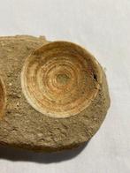 Requin - Os de vertèbre fossilisé - Otodus obliquus - 11.5, Collections