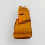 guêpe - Ambre - 37 mm - 21 mm (Sans Prix de Réserve)