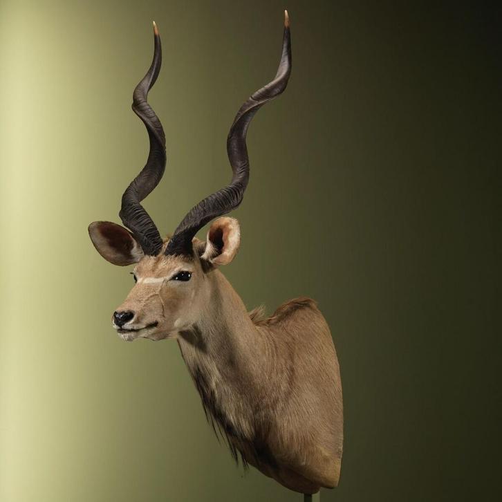 Koedoe Taxidermie Opgezette Dieren By Max, Verzamelen, Dierenverzamelingen, Opgezet dier, Nieuw, Wild dier, Ophalen of Verzenden