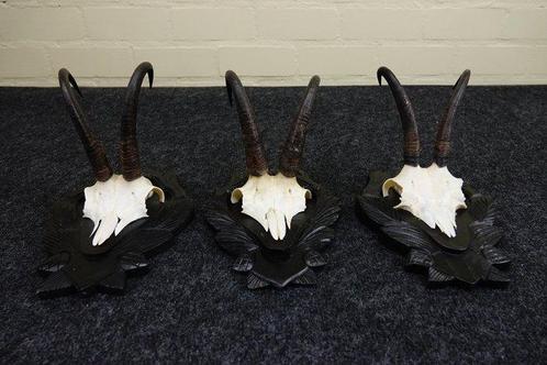 Chamois - crâne avec des cornes Crâne - Rupicapra rupicapra, Verzamelen, Dierenverzamelingen