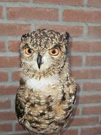 Hibou africain Support de corps entier pour taxidermie -