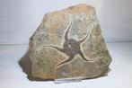 Echinoderm - Gefossiliseerd dier - 21 cm - 21 cm