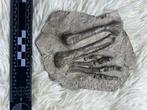 Dinosaurus - Fossiele schedel - Psittacosaurus - 18 cm - 16, Verzamelen, Mineralen en Fossielen