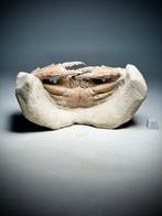 Crabe fossile 3D exceptionnel- - Carapace fossilisée -