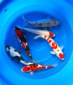 Hirasawa Marusei 45-55cm (Japanse Koi), Ophalen of Verzenden, Nieuw