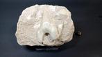 Haai - Fossiele tanden - Otodus Obliquus - 12.9 cm - 15.5 cm, Verzamelen, Mineralen en Fossielen