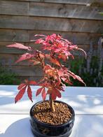 Bonsaï dérable japonais (Acer palmatum Atropurpureum) -