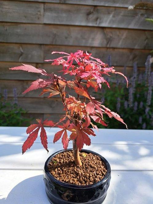 Bonsaï dérable japonais (Acer palmatum Atropurpureum) -, Antiek en Kunst, Curiosa en Brocante