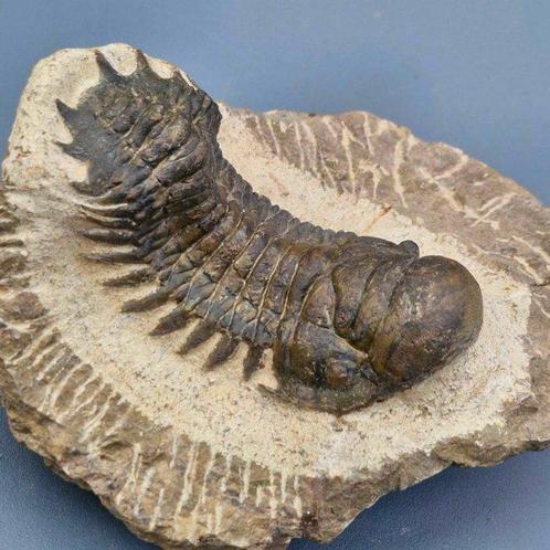 Trilobiet - Gefossiliseerd dier - Crotalocephalina gibbus -, Verzamelen, Mineralen en Fossielen