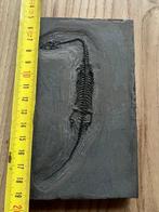 Zeereptiel - Gefossiliseerd dier - Fossil de Keichousaurus -, Collections