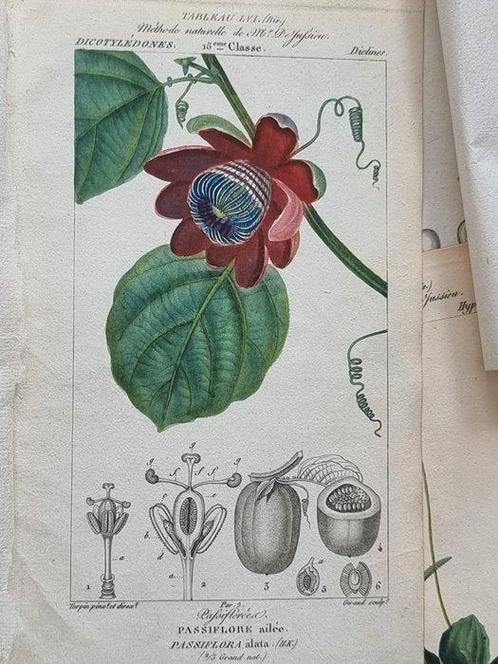 Francois Pierre Chaumeton / Ernestine Panckoucke - Lot with, Antiek en Kunst, Antiek | Boeken en Manuscripten